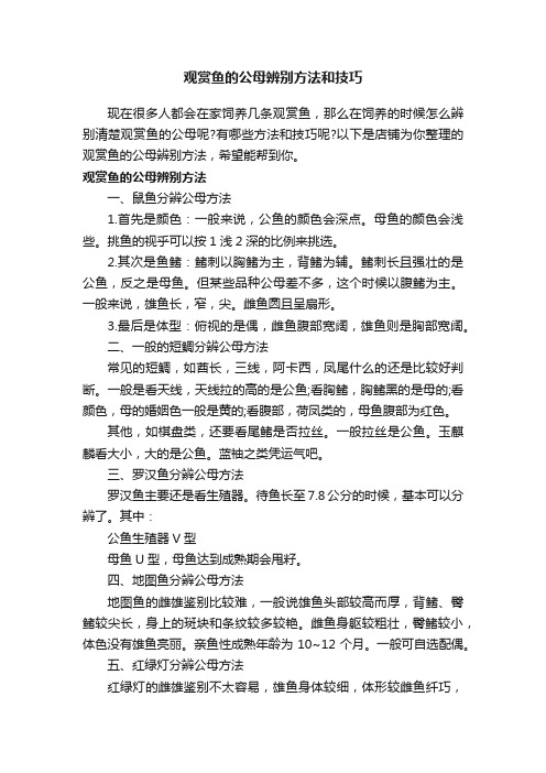 观赏鱼的公母辨别方法和技巧