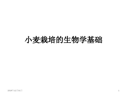 小麦栽培的生物学基础