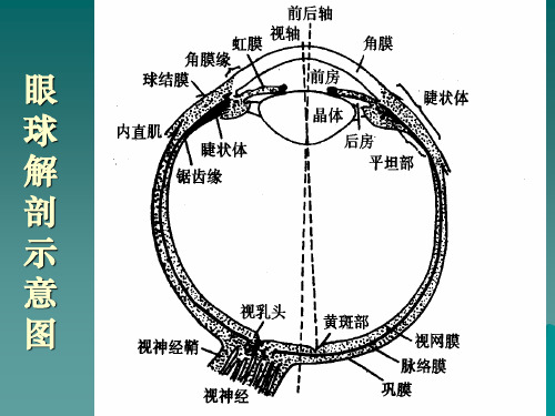 眼球解剖示意图