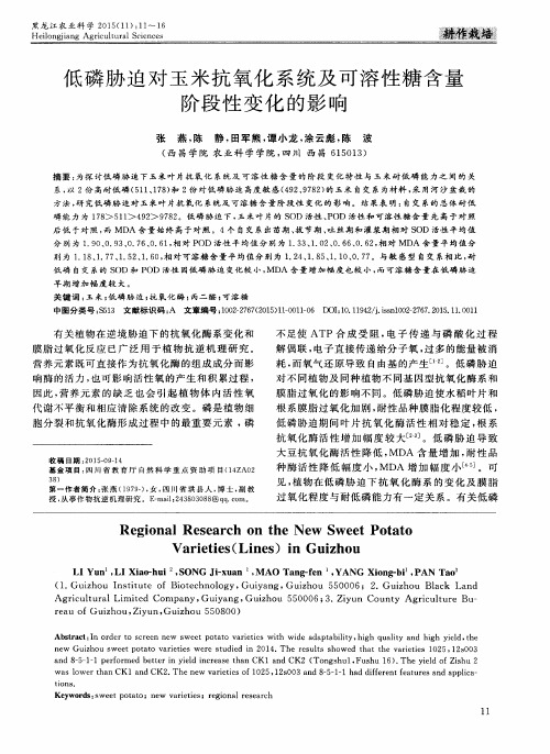 低磷胁迫对玉米抗氧化系统及可溶性糖含量阶段性变化的影响