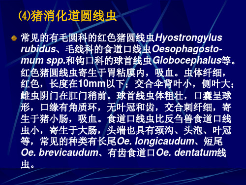 第三章家畜常见寄生虫之二蠕虫病4-PPT课件