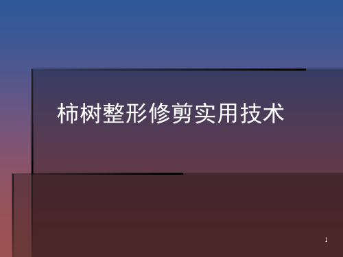 柿树整形修剪实用技术(课堂PPT)