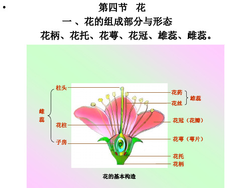 药用植物学：第三章  第四节  花