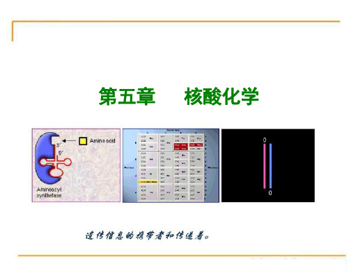 生物化学5.5 第五章 核酸化学