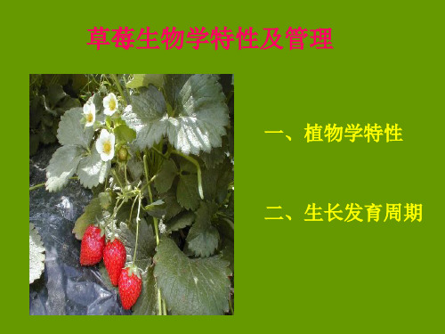 草莓生物学特性及管理