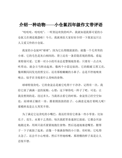 介绍一种动物——小仓鼠四年级作文带评语