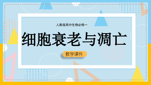 高中生物人教版必修一《第三节细胞衰老与凋亡》课件