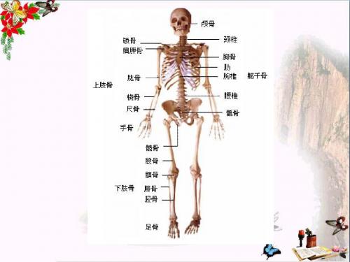 六年级科学上册第二章第1课骨骼和肌肉PPT课件2新人教版