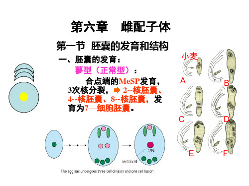 植物生殖生物学课件第六章 雌配子体