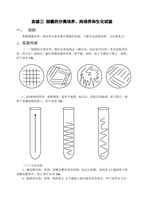 实验三 细菌的分离培养、纯培养和生化试验.