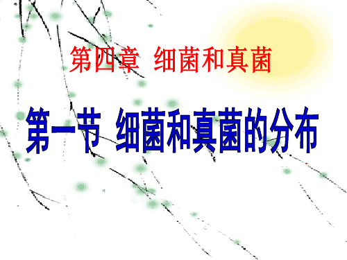 人教版八年级上册生物 《细菌和真菌的分布》细菌和真菌PPT教学课件3