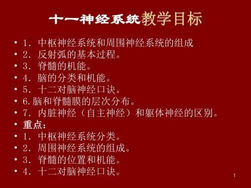 动物解剖学之神经系统ppt课件