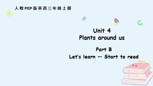 Unit 4 Plants around us Part B 人教PEP版(2024)英语三年级上册