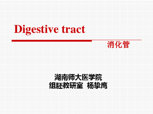 组织学与胚胎学课件：第14章 消化管