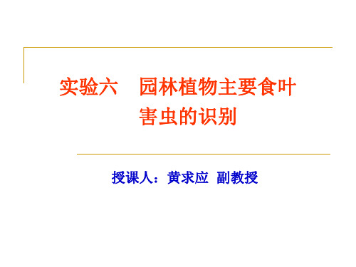 昆虫学实验六  园林植物主要食叶害虫的识别