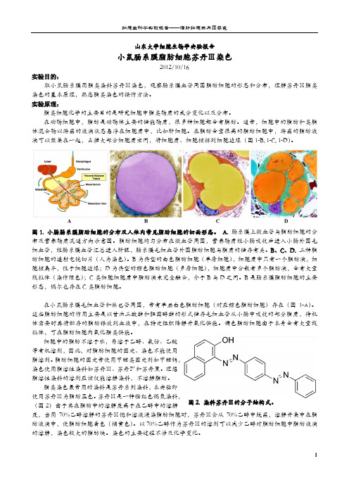 细胞生物学实验报告_小鼠肠系膜脂肪细胞苏丹Ⅲ染色