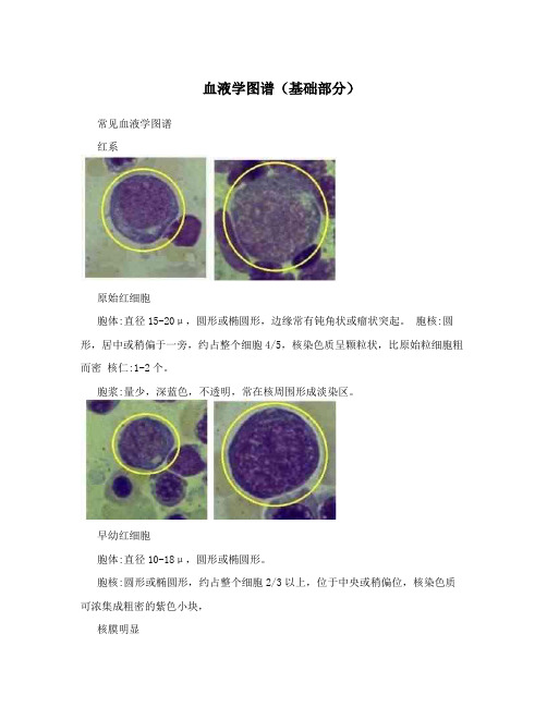 血液学图谱(基础部分)