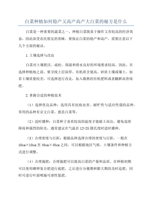 白菜种植如何稳产又高产高产大白菜的秘方是什么