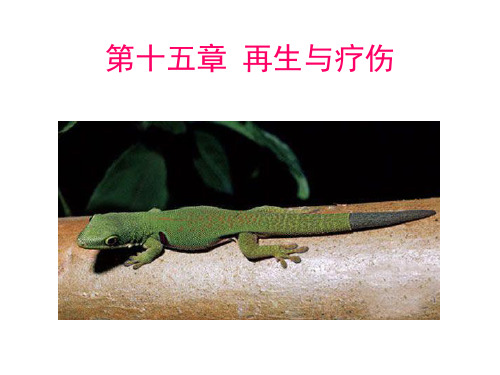 发育生物学：16 再生与疗伤