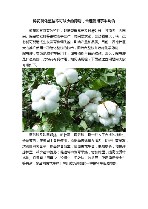 棉花简化整枝不可缺少的药剂，合理使用事半功倍