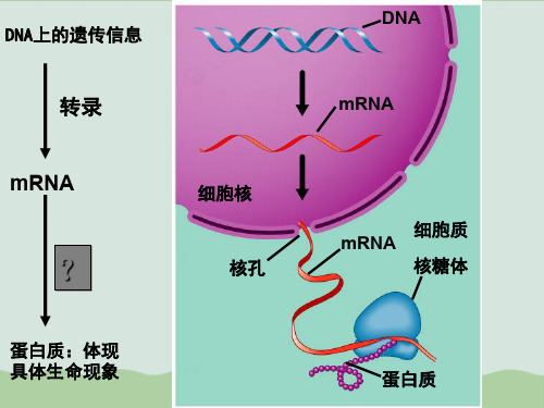 遗传信息的翻译PPT课件全解1 人教课标版