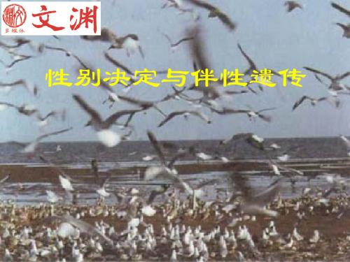 性别决定与伴性遗传 PPT课件12 北师大版