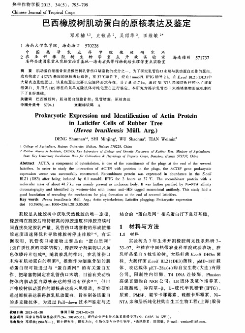 巴西橡胶树肌动蛋白的原核表达及鉴定