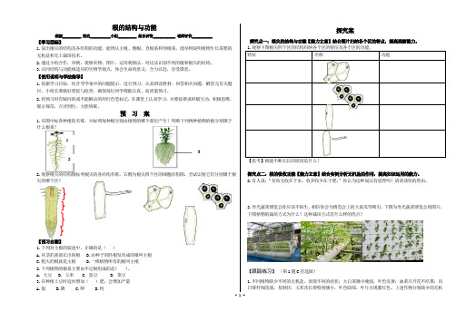 初中生物【根的结构与功能】导学案