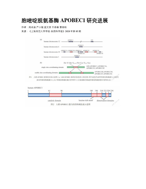 胞嘧啶脱氨基酶APOBEC1研究进展