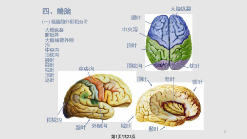 脑部解剖PPT课件【23页】