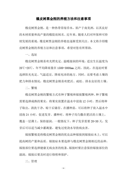 橡皮树黑金刚的养殖方法和注意事项