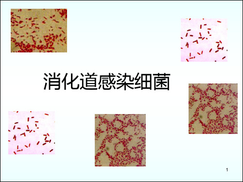 第18章+肠道感染细菌_3