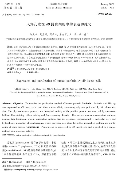 人穿孔素在sf9昆虫细胞中的表达和纯化