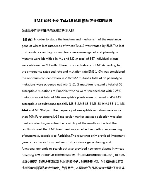 EMS 诱导小麦 TcLr19感叶锈病突变体的筛选