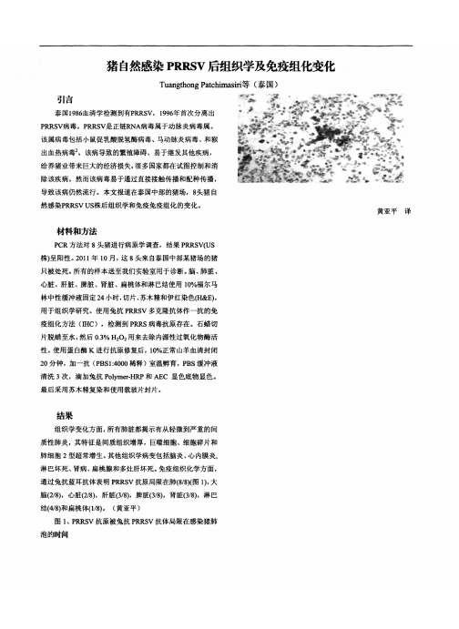 猪自然感染PRRSV后组织学及免疫组化变化