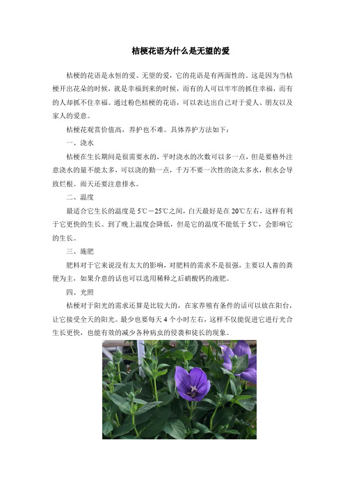 桔梗花语为什么是无望的爱