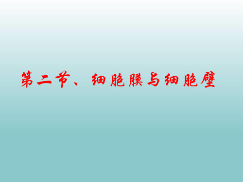 高中生物PPT课件细胞膜和细胞壁