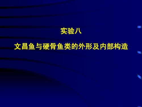 实验八 鱼类解剖及脊索动物