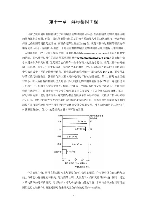 第十一章讲义－酵母基因工程