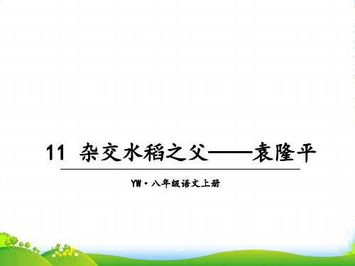 语文版八年级语文上册教学课件11 杂交水稻之父——袁隆平 (共27张PPT)