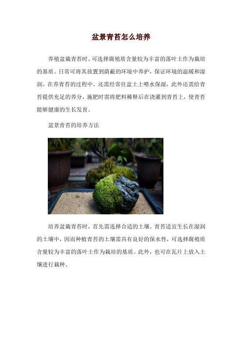 盆景青苔怎么培养