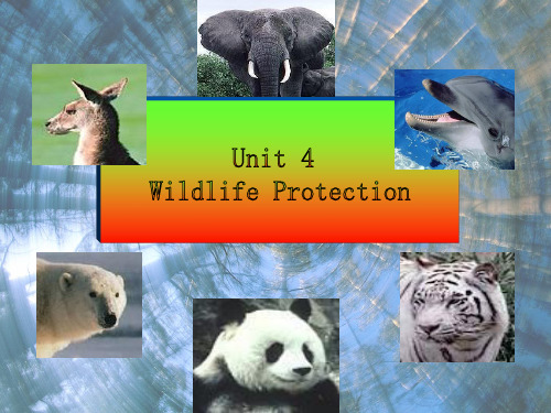 人教版高中英语必修二 unit 4 wildlife protection reading 课件(共50张PPT)