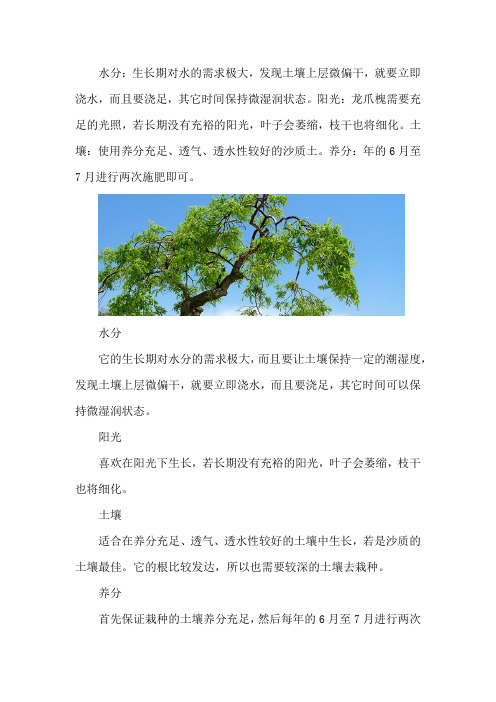 龙爪槐的养殖方法及注意事项