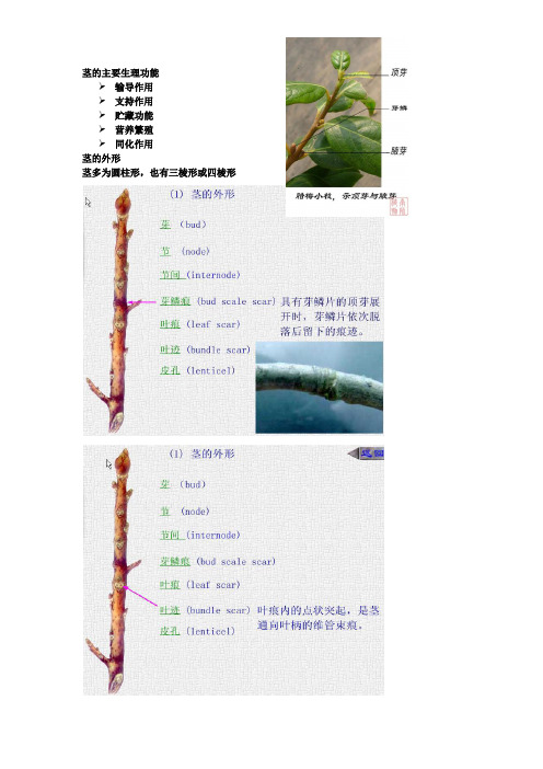 植物营养器官的形态结构与生理功能——茎