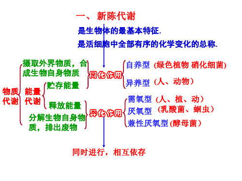 光合作用发现史