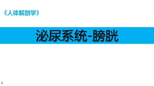 人体解剖学课件：泌尿系统 - 膀胱