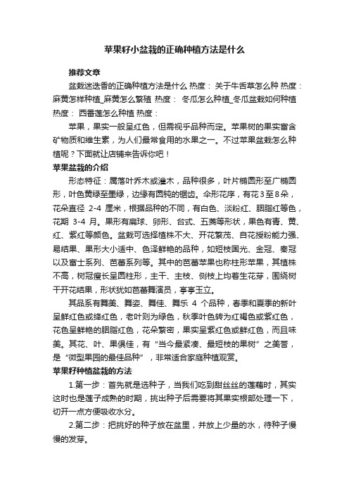 苹果籽小盆栽的正确种植方法是什么