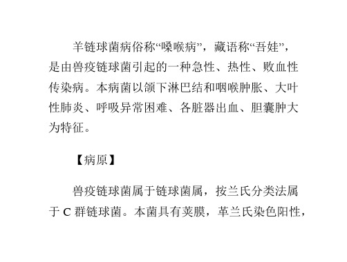 羊的主要传染病——羊链球菌病