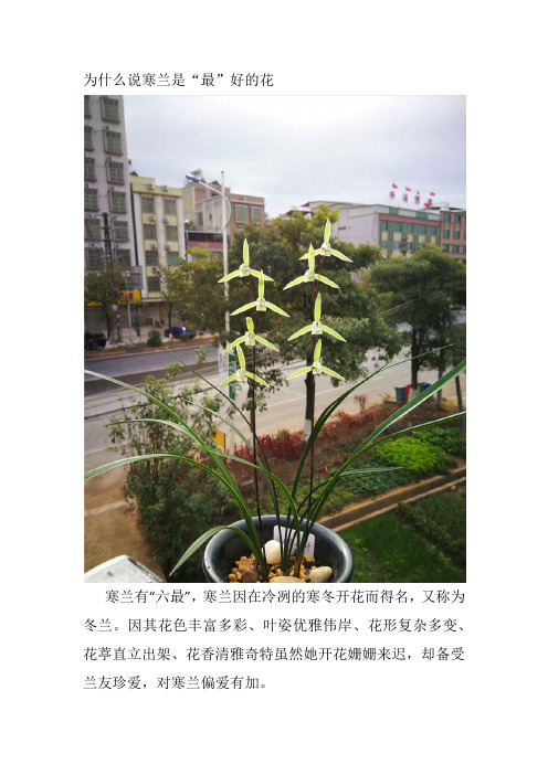 为什么说寒兰是“最”好的花