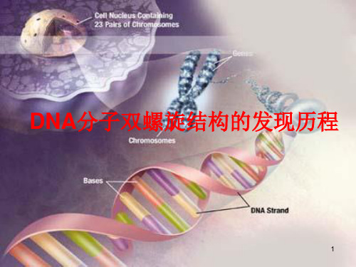 DNA分子双螺旋结构的发现历程ppt课件